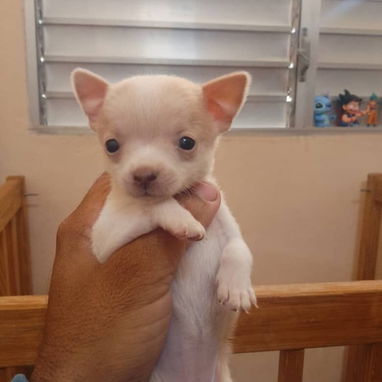 Variedad de perros de pura razas en perfecto estado - Img 117982064