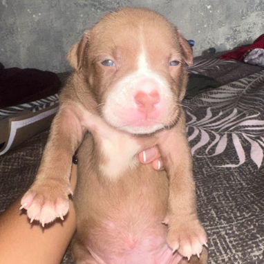 Cachorros pitbull - 3/7