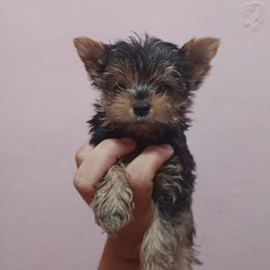 (((( YORKSHIRE TERRIER CON PEDIGREE AMBOS SEXOS BETTY MASCOTAS WHATSAPP 52506841 )))) - Img 124957939