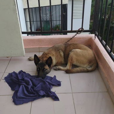 Cachorros hermosos.husky.pastor belga malinoe.pitbull.golde retrive.boxer.pastor aleman.pequine.yorky.salchicha.rowailer - Img 124860337