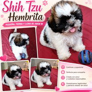 ((( SHIH TZU HEMBRA EN VENTA EXCELENTES PADRES BETTY MASCOTAS WHATSAPP 52506841 )))) - Img 55052656