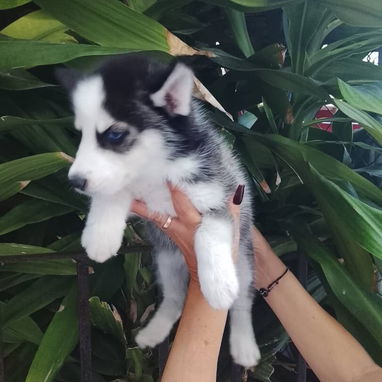 HUSKY SIBERIANO,ambos sexos,en 200 USD o equivalente,TENGO MENSAJERÍA,de 45 días y desparacitados,con historia clínica - Img 123148184