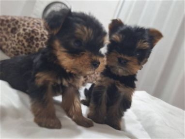 Cachorros en venta Dogo argentino ,Chihuahua  , yorky ,bulldog francés ,Pug 53818081 - Img 67802786