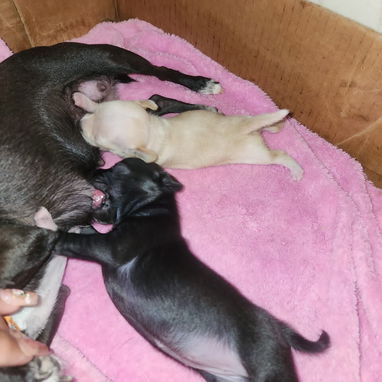 SHIHUAHUAS MINI CABEZA DE MANZANA,hembras,en 300 USD o equivalente,TENGO MENSAJERÍA,tienen 35 días y están desparacitada - Img 123453918
