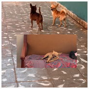 🐾 HERMOSA CHIHUAHUA ADULTA EN BUSCA DE UN HOGAR LLENO DE AMOR BETTY MASCOTAS WHATSAPP 52506841 🐾 - Img 55928562
