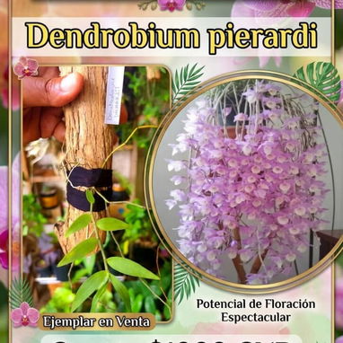 Orquidea - 8/8