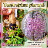 Orquidea - Img 56695908