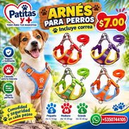 Arreos de Perro - Img 58260160