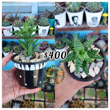 Cactus y suculentas en macetas decoradas a mano - 3/10