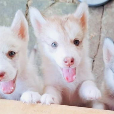 Hermosos cachorros Husky Siberianos - 2/4