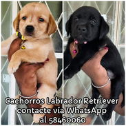 Cachorros Labrador Retriever - Img 55766914