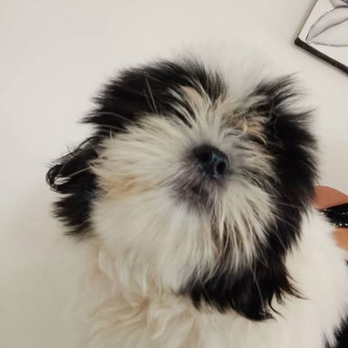 SHIH TZU,macho,en 250 USD o equivalente,TENGO MENSAJERÍA,tiene 60 días,se entrega con historia clínica y desparacitado - Img 126230990