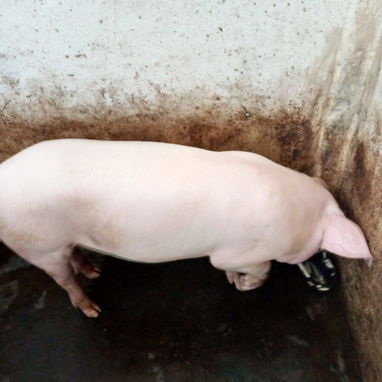 Se vende puerco macho 1200 la lbs - 5/5