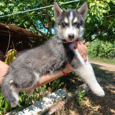 HUSKY SIBERIANO,ambos sexos,en 170 USD o equivalente,TENGO MENSAJERÍA,tienen 70 días y están desparacitados - Img 125594720