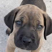 *CANE CORSO* ♀️Hembra 🗓️Se entrega con 60 días de nacida 🔹 *Padres* con pedigree, *importados* desde *Estados Unidos - Img 58379435