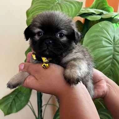 Spaniel tibetano hembra 🥰 - Img 122493055
