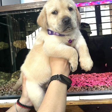 😍 HERMOSA CACHORRA LABRADOR RETRIEVER 😍 - Img 119372806