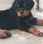 Hermosa camada de Rottweiler con pedigree - Img 45928643