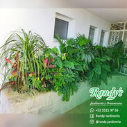 Bosquecitos ‖ RANDY'S Jardinería y Ornamentos - Img 45773186