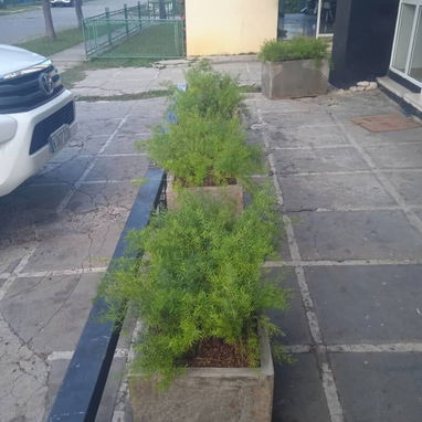 Servicio de jardinería - Img 119439274