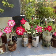Flor del desierto / Adenium - Img 54996019