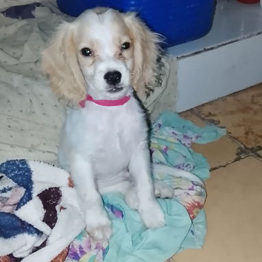 Venta de coker spaniel contactar con 55000733 - 2/3