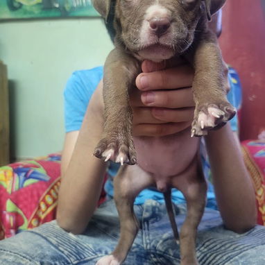 Variedad de perros de pura razas en perfecto estado - Img 117982068