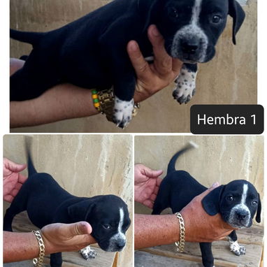 AMERICAN BULLY POCKET CON BUENA GENÉTICA - Img 122349420
