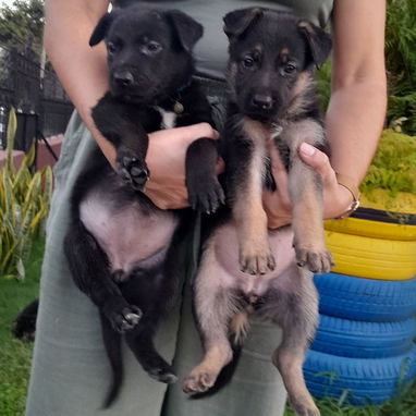 Cachorros pastor aleman - 3/5
