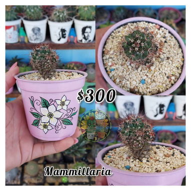 Cactus y suculentas - Img 127809258
