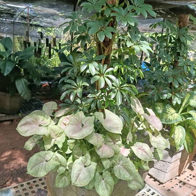 Venta de plantas ornamentales y frutales - 6/10