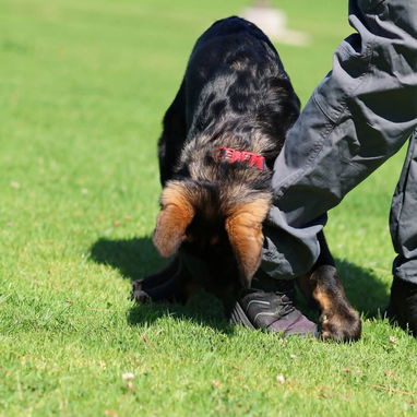 Adiestramiento para perros - Img 120162307