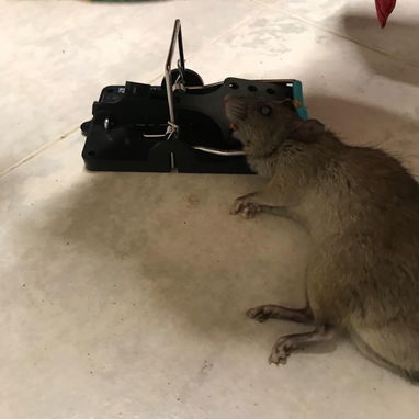 Ratoneras  para Ratas Grandes Calidad Premiun - 2/10