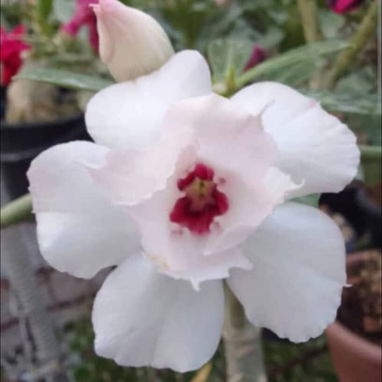 Los más espectaculares Adenium o Rosas del desierto - 8/8