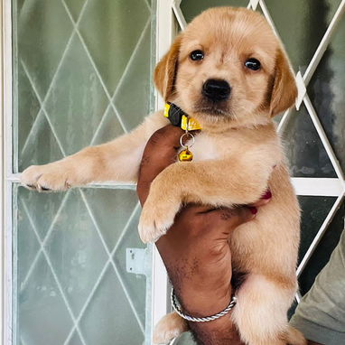 Venta de cachorros de raza - Img 123059230
