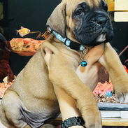 😍 HERMOSO CACHORRO BOXER 😍 - Img 55518948
