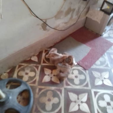 Husky en venta - Img 122514442