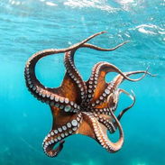 Pulpo x Lb Lea todo el anuncio antes de contactar 55665753 - Img 55660068
