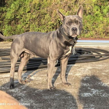 Cachorros de pitbull - Img 122680123