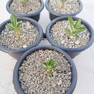 Vendo adenium. - Img 121357155