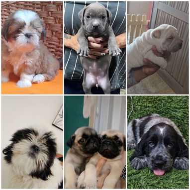 • • • • RAZAS CANINAS PARA ELEGIR BETTY MASCOTAS WHATSAPP 52506841 • • • • - Img 126180667