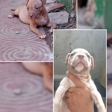 PITBULL,hembras,en 150 USD o equivalente(ACEPTO TRANSFERENCIA)TENGO MENSAJERÍA,tienen 48 días y están desparacitados - Img 123315195