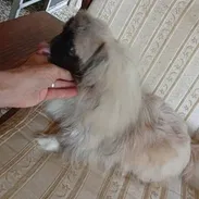 PEQUINÉS IMPERIAL CON PEDIGRI,macho en 350 USD o equivalente,TENGO MENSAJERÍA,tiene 6 meses,ESTÁ VACUNADO y desparacitad - Img 56632506