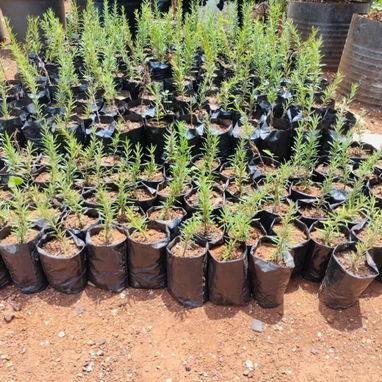 Venta de arboles frutales y ornamentales - Img 124230952