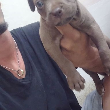 Cachorros de putbull - 2/5