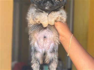 Hermoso cachorro de Spaniel tibetano macho - Img main-image-45868015