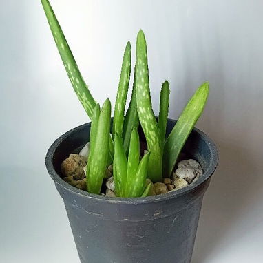Plantas y Suculentas - 3/4