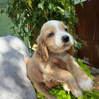 COKER SPANIEL,machos,en 150 USD o equivalente,TENGO MENSAJERÍA,tienen 53 días y están desparacitados - 7/10