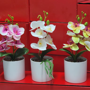 Hermosas orquídeas para decorar espacios del hogar (g) - 3/3
