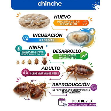 Servicio de Fumigación contra Chinches en La Habana - Img 124467386